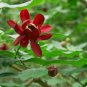 Carolina Allspice, Calycanthus floridus, 5 Seeds (Fragrant, Showy, Fall Color) Plantations