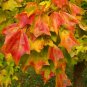Trident Maple, Acer buergerianum, Tree 100 Seeds (Fall Color, Hardy, Bonsai) Plantations