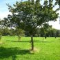 Flame Amur Maple, Acer ginnala Flame, Tree 30 Seeds (Fall Color, Hardy, Bonsai) Plantations