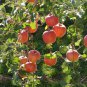 Red Delicious Apple, Malus pumila, Tree 20 Seeds (Edible, Fast, Hardy, Fall Color) Plantations
