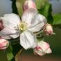 Red Delicious Apple, Malus pumila, Tree 60 Seeds (Edible, Fast, Hardy, Fall Color) Plantations