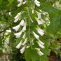 American Yellowwood, Cladrastis kentukea, Tree 30 Seeds (Showy, Hardy, Fall Color) Plantations