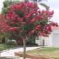 Crape Myrtle, Lagerstroemia indica, Tree 50 Seeds (Fast, Showy, Fall Color) Plantations