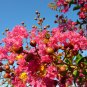 Crape Myrtle, Lagerstroemia indica, Tree 150 Seeds (Fast, Showy, Fall Color) Plantations