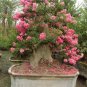 Crape Myrtle, Lagerstroemia indica, Tree 150 Seeds (Fast, Showy, Fall Color) Plantations