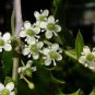 American Holly, Ilex opaca, Tree 30 Seeds (Fragrant, Showy, Hardy Evergreen) Plantations