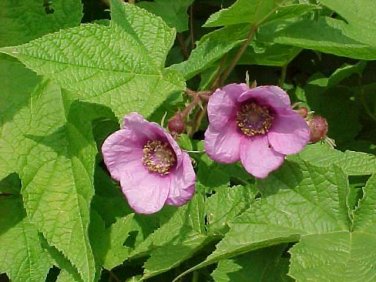 Purple-Flowering Raspberry, Rubus odoratus, Shrub 20 Seeds (Fast, Edible, Showy) Plantations