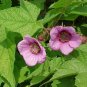 Purple-Flowering Raspberry, Rubus odoratus, Shrub 20 Seeds (Fast, Edible, Showy) Plantations