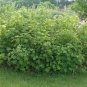 Purple-Flowering Raspberry, Rubus odoratus, Shrub 20 Seeds (Fast, Edible, Showy) Plantations