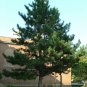 Austrian Pine, Pinus nigra, Tree 30 Seeds (Fast, Evergreen, Hardy, Bonsai) Plantations