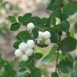 Snowberry Shrub, Symphoricarpos albus, 100 Seeds (Fast, Hardy, Ornamental Fruit) Plantations