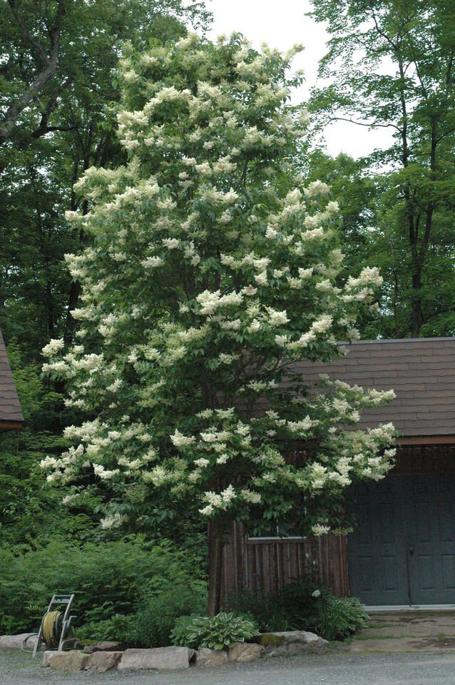 Japanese Tree Lilac, Syringa reticulata, Tree 20 Seeds (Fast, Fragrant ...