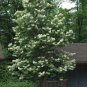 Japanese Tree Lilac, Syringa reticulata, Tree 20 Seeds (Fast, Fragrant, Hardy) Plantations