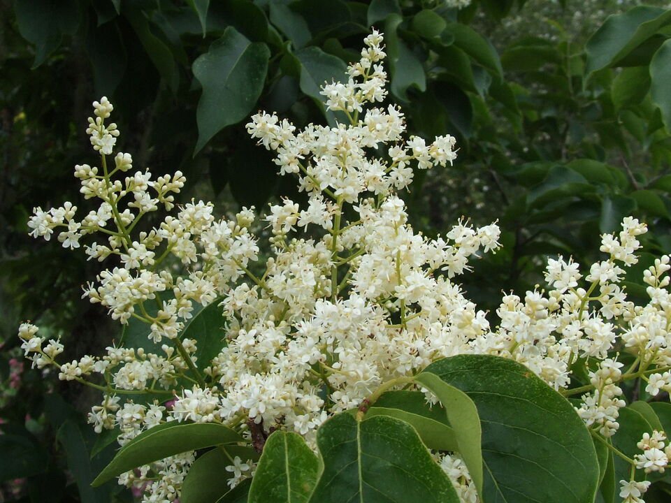 Japanese Tree Lilac, Syringa reticulata, Tree 60 Seeds (Fast, Fragrant ...
