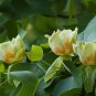 Tulip Tree, Liriodendron tulipifera, Tree 10 Seeds (Fast, Showy Fall Color, Hardy) Plantations