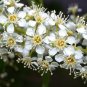 Black Cherry, Prunus serotina, Tree 10 Seeds (Edible, Hardy, Fast, Fall Color) Plantations