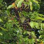 Black Cherry, Prunus serotina, Tree 30 Seeds (Edible, Hardy, Fast, Fall Color) Plantations