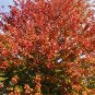 Sugar Maple, Acer saccharum, Tree 30 Seeds (Fall Colors, Hardy) Plantations