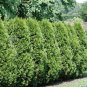 American Arborvitae, White cedar, Thuja occidentalis, Tree 150 Seeds (Evergreen) Plantations