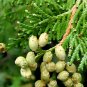 American Arborvitae, White cedar, Thuja occidentalis, Tree 150 Seeds (Evergreen) Plantations
