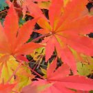 Korean Maple, Acer pseudosieboldianum, Tree 10 Seeds (Showy, Fall Color, Fast) Plantations