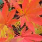 Korean Maple, Acer pseudosieboldianum, Tree 10 Seeds (Showy, Fall Color, Fast) Plantations