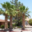 Mexican Fan Palm, Washingtonia robusta, 20 Seeds (Easy, Fast, Edible, Evergreen) Plantations