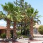 Mexican Fan Palm, Washingtonia robusta, 20 Seeds (Easy, Fast, Edible, Evergreen) Plantations