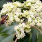 Korean Evodia, (Bee Bee Tree), Evodia danielli, Tree 30 Seeds (Fast, Showy, Hardy) Plantations