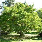 Korean Evodia, (Bee Bee Tree), Evodia danielli, Tree 100 Seeds (Fast, Showy, Hardy) Plantations