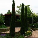 Italian Cypress Narrow Columnar, Cupressus sempervirens stricta 100 Seeds Plantations