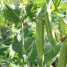 Peas - Sugar Snap - Sugar Ann, (Pisum sativum) 20 Seeds Plantations