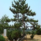 Japanese Black Pine, Pinus thunbergiana, Tree 20 Seeds (Bonsai, Hardy Evergreen) Plantations