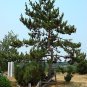 Japanese Black Pine, Pinus thunbergiana, Tree 20 Seeds (Bonsai, Hardy Evergreen) Plantations