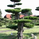 Eastern Red cedar, Juniperus virginiana, Tree 30 Seeds (Hardy Fragrant Evergreen) Plantations