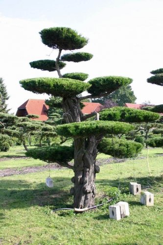 Eastern Red cedar, Juniperus virginiana, Tree 30 Seeds (Hardy Fragrant Evergreen) Plantations