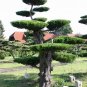 Eastern Red cedar, Juniperus virginiana, Tree 30 Seeds (Hardy Fragrant Evergreen) Plantations