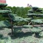 Eastern Red cedar, Juniperus virginiana, Tree 30 Seeds (Hardy Fragrant Evergreen) Plantations