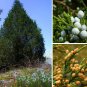 Eastern Red cedar, Juniperus virginiana, Tree 30 Seeds (Hardy Fragrant Evergreen) Plantations