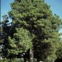 Eastern Red cedar, Juniperus virginiana, Tree 30 Seeds (Hardy Fragrant Evergreen) Plantations