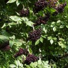American Elderberry, Sambucus canadensis, Shrub 50 Seeds (Fast, Edible, Hardy) Plantations
