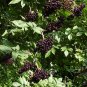 American Elderberry, Sambucus canadensis, Shrub 50 Seeds (Fast, Edible, Hardy) Plantations