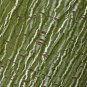Manchurian Striped Maple, (Snake Bark), Acer tegmentosum, Tree 60 Seeds (Fast) Plantations