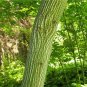 Manchurian Striped Maple, (Snake Bark), Acer tegmentosum, Tree 60 Seeds (Fast) Plantations