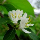 Winter Honeysuckle, Lonicera fragrantissima, Shrub 50 Seeds, (Fast Fragrant Hardy) Plantations