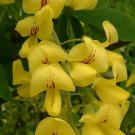 Lovely Golden Chain Tree, Laburnum anagyroides, 20 Seeds (Showy, Hedge, Pergola) Plantations
