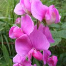 Perennial Pea, (Everlasting Pea), Lathyrus latifolius, Vine 60 Seeds (Showy, Easy) Plantations