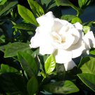 Fragrant Cape Jasmine Shrub, Gardenia jasminoides, 20 Seeds (Showy Evergreen) Plantations