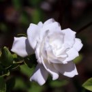 Fragrant Cape Jasmine Shrub, Gardenia jasminoides, 60 Seeds (Showy Evergreen) Plantations