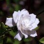 Fragrant Cape Jasmine Shrub, Gardenia jasminoides, 60 Seeds (Showy Evergreen) Plantations